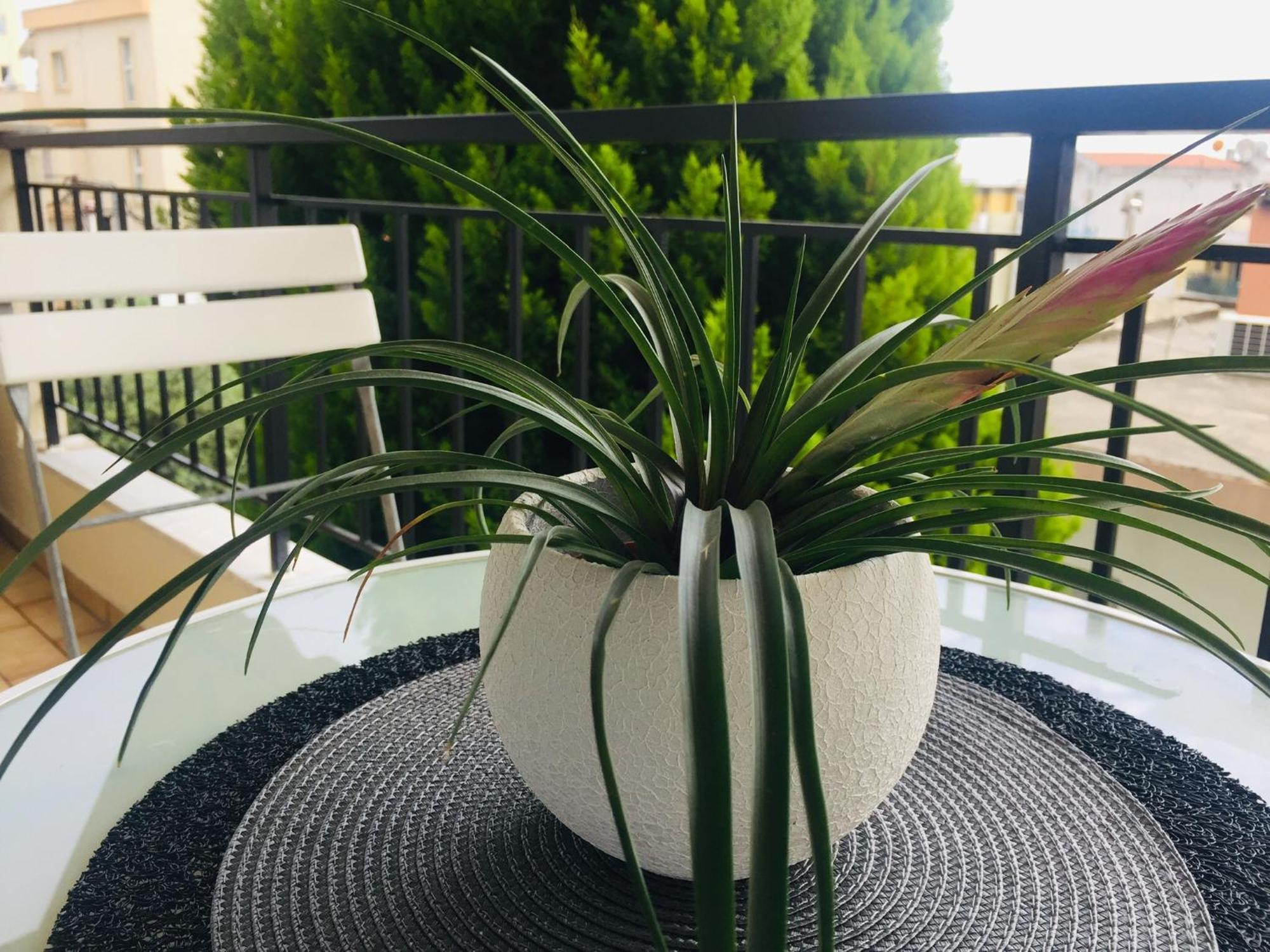 Alektor Appartement